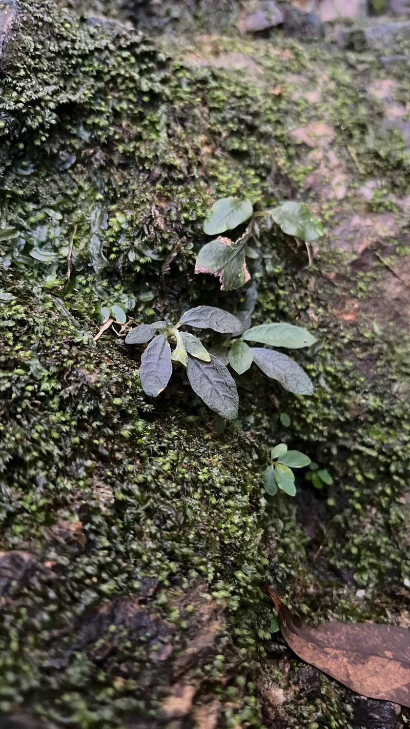 Argostemma iriomotense photo 7