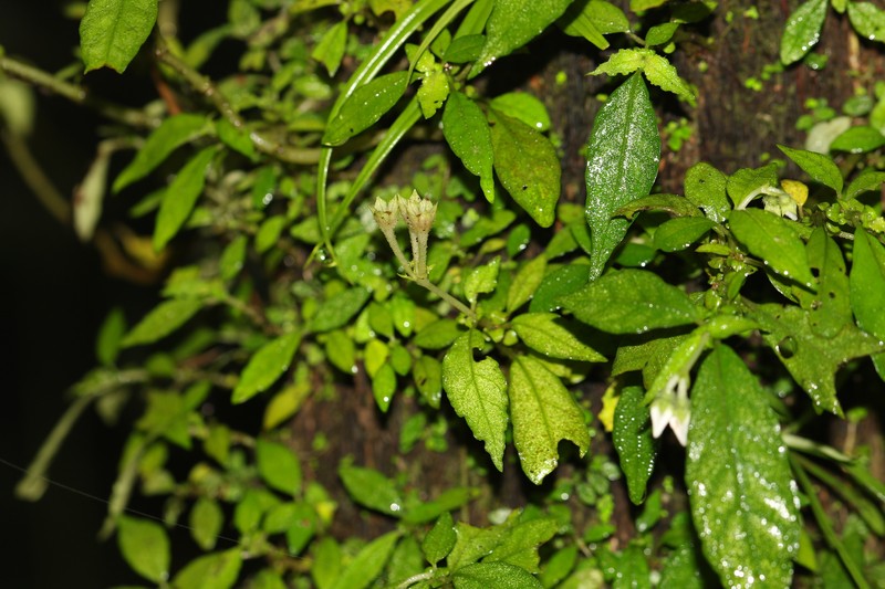 Argostemma iriomotense photo 8