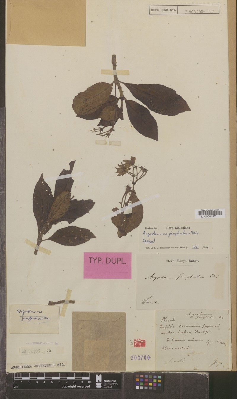 Argostemma junghuhnii photo 2