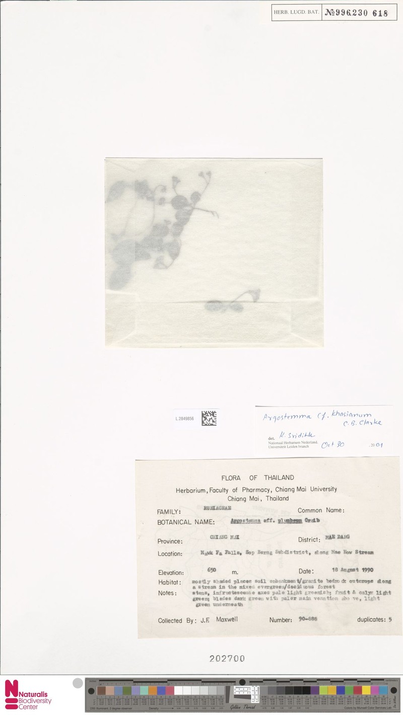 Argostemma khasianum photo 2