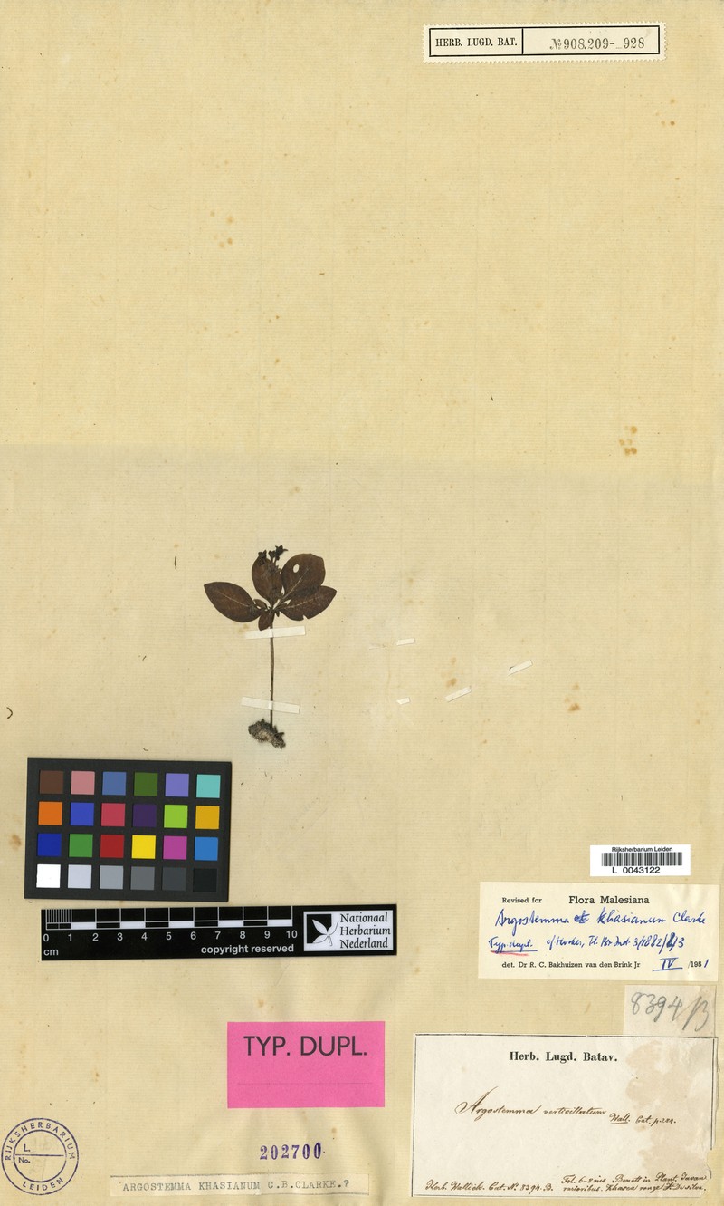 Argostemma khasianum photo 3