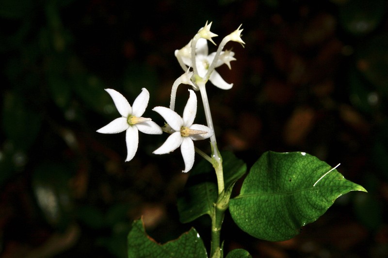 Argostemma laeve photo 3