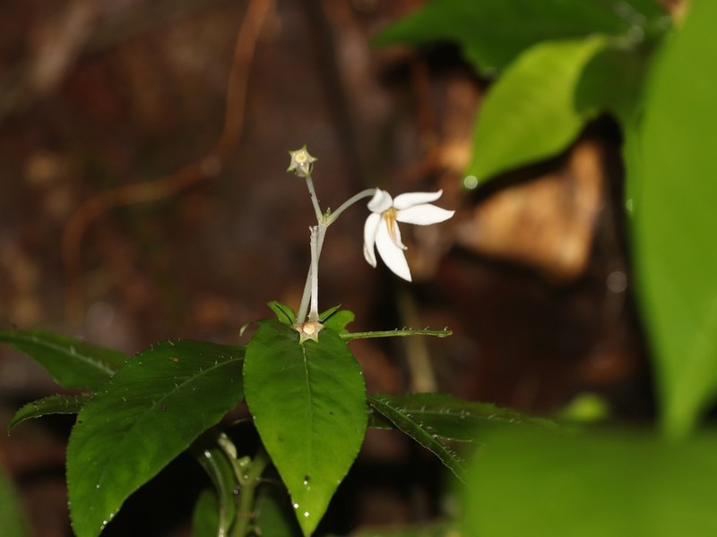 Argostemma laeve photo 4