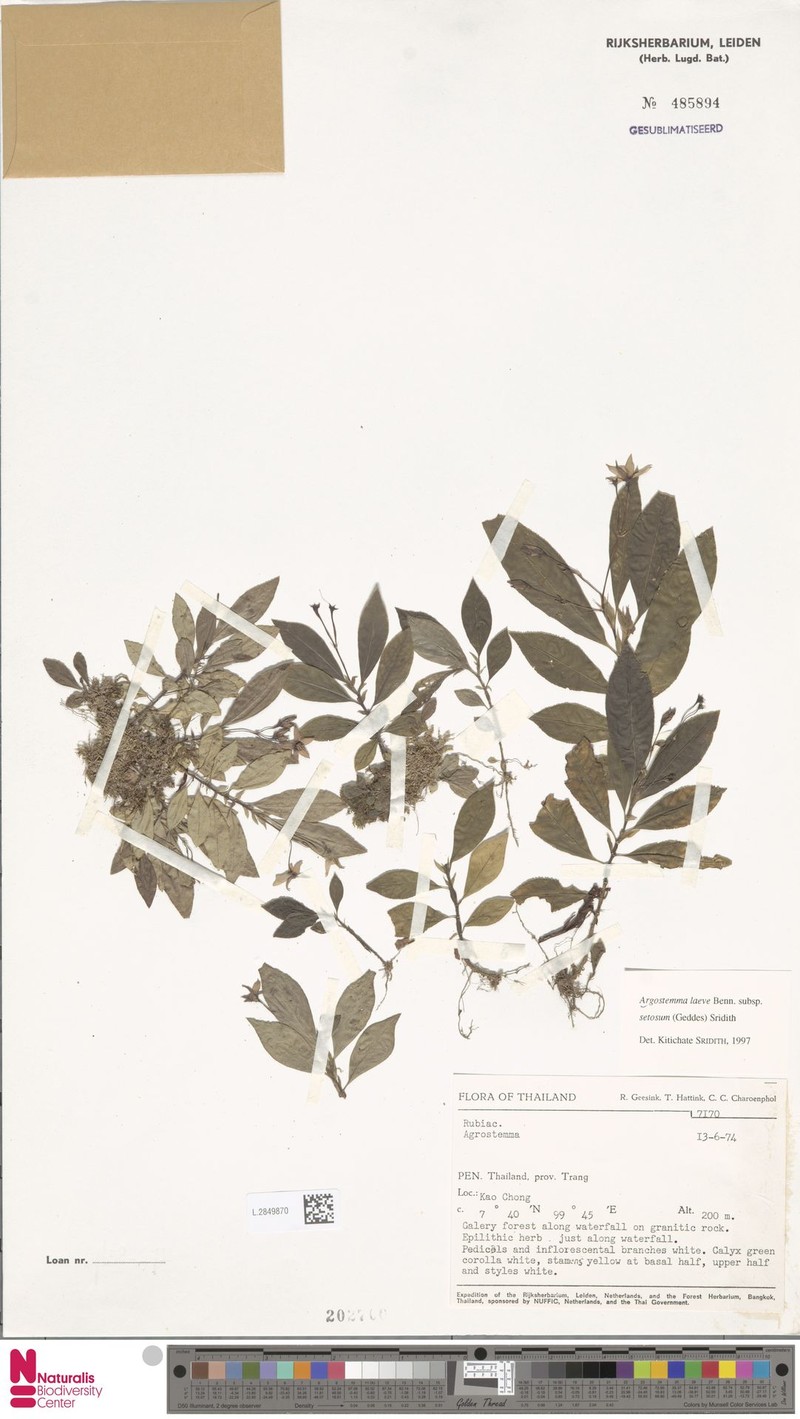 Argostemma laeve subsp. setosum photo 2