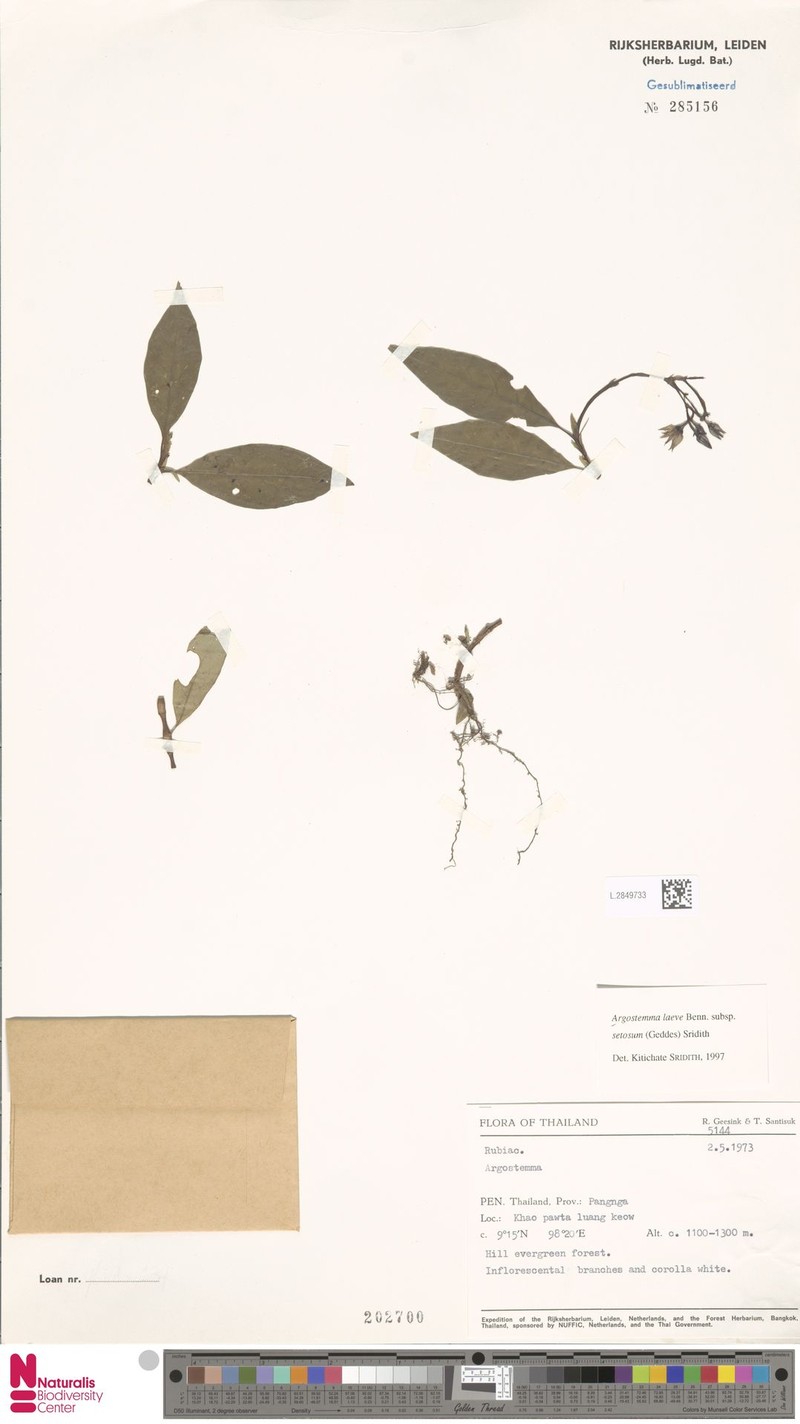 Argostemma laeve subsp. setosum photo 3