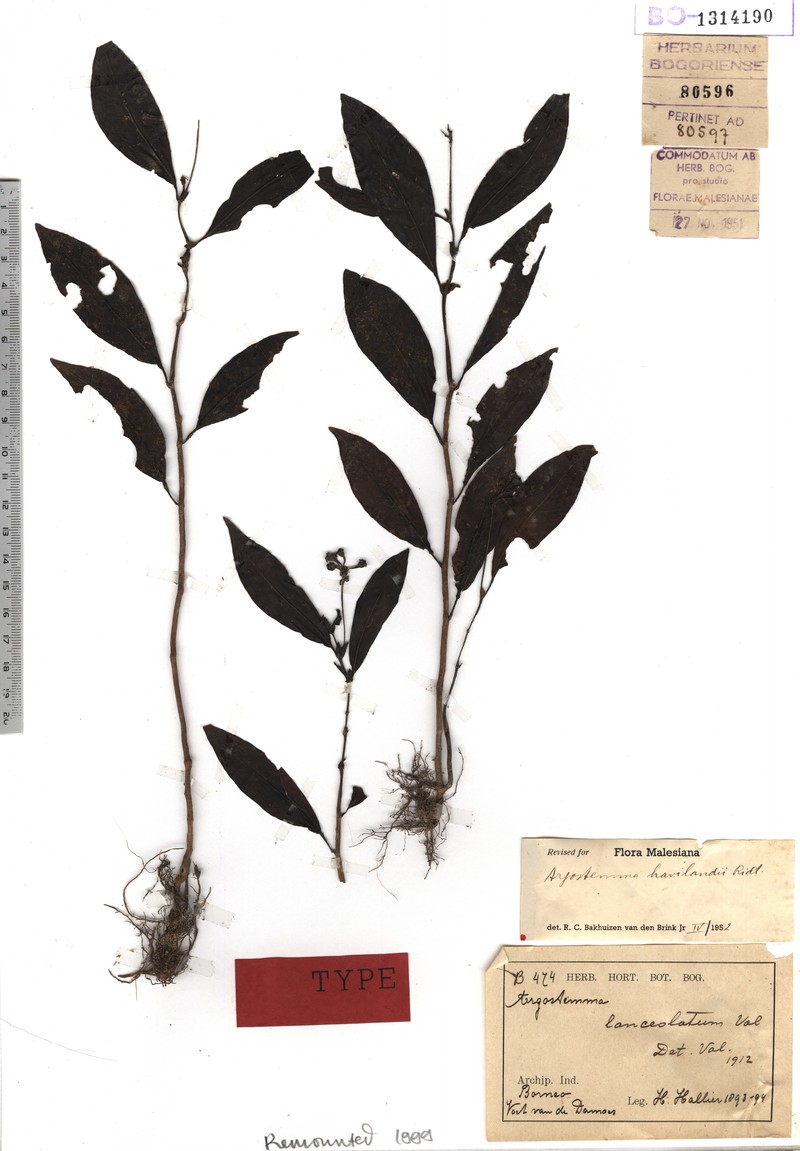 Argostemma lanceolarium