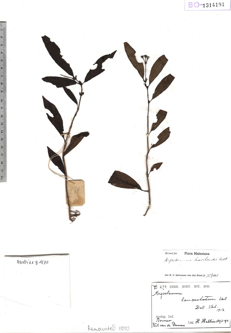 Argostemma lanceolarium photo 2