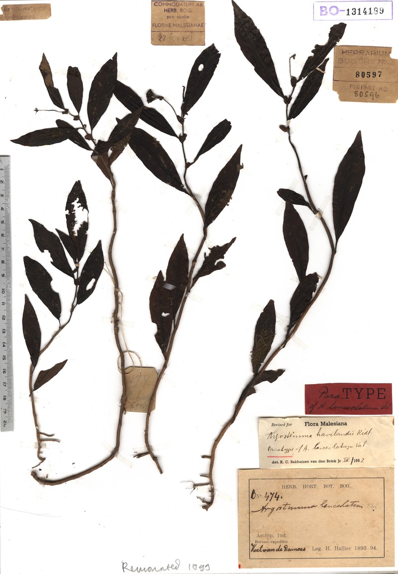 Argostemma lanceolarium photo 3