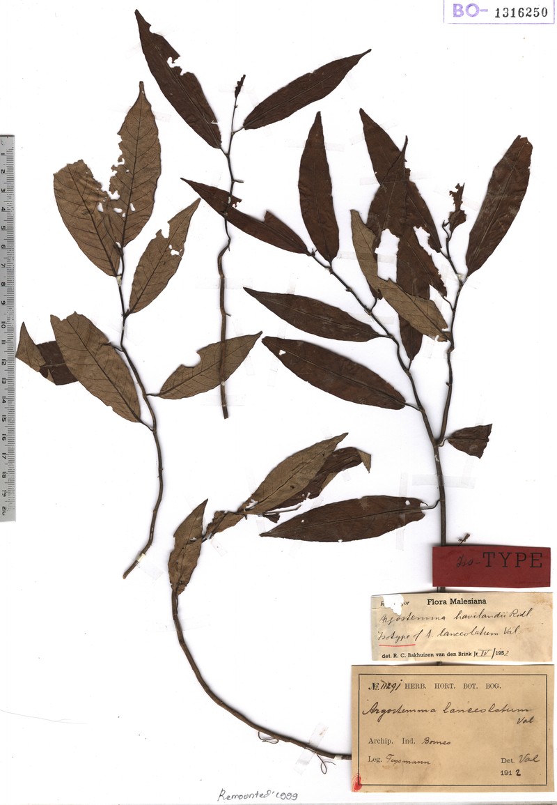 Argostemma lanceolarium photo 4