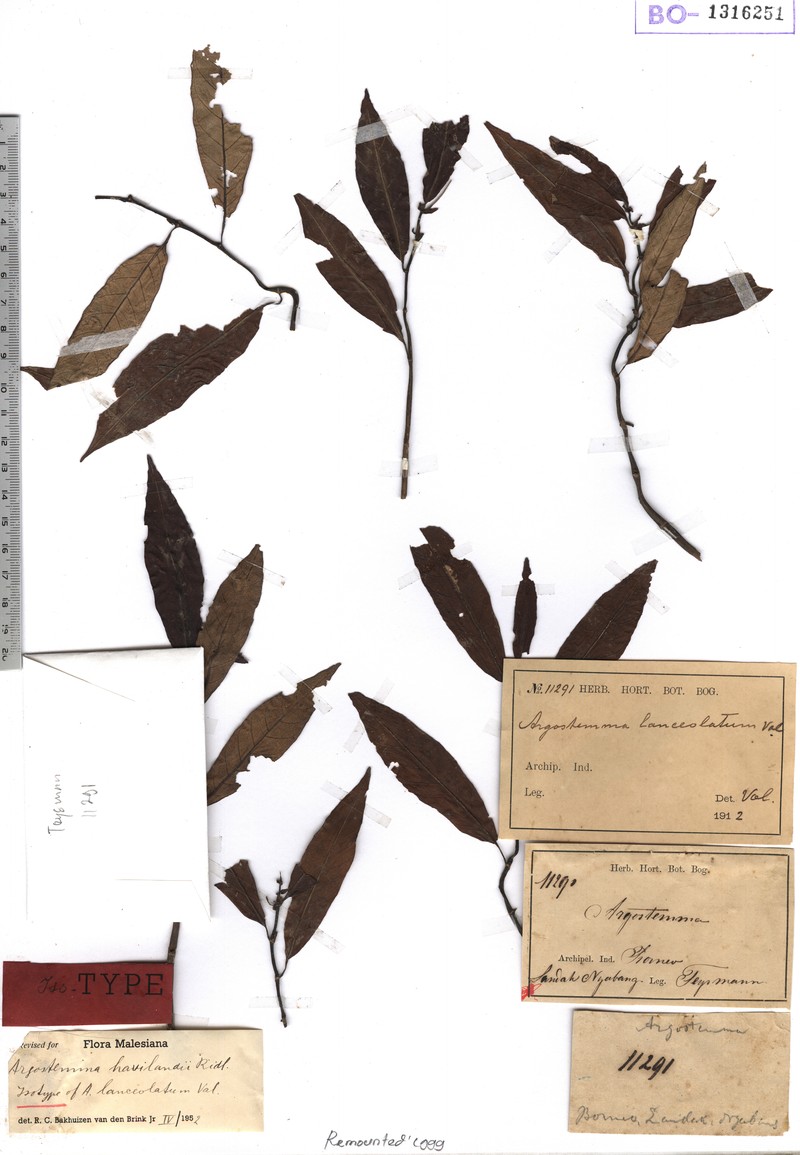 Argostemma lanceolarium photo 5