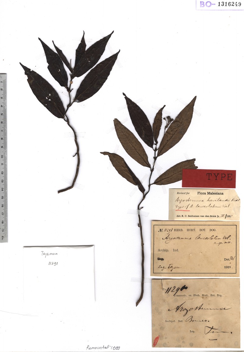 Argostemma lanceolarium photo 6