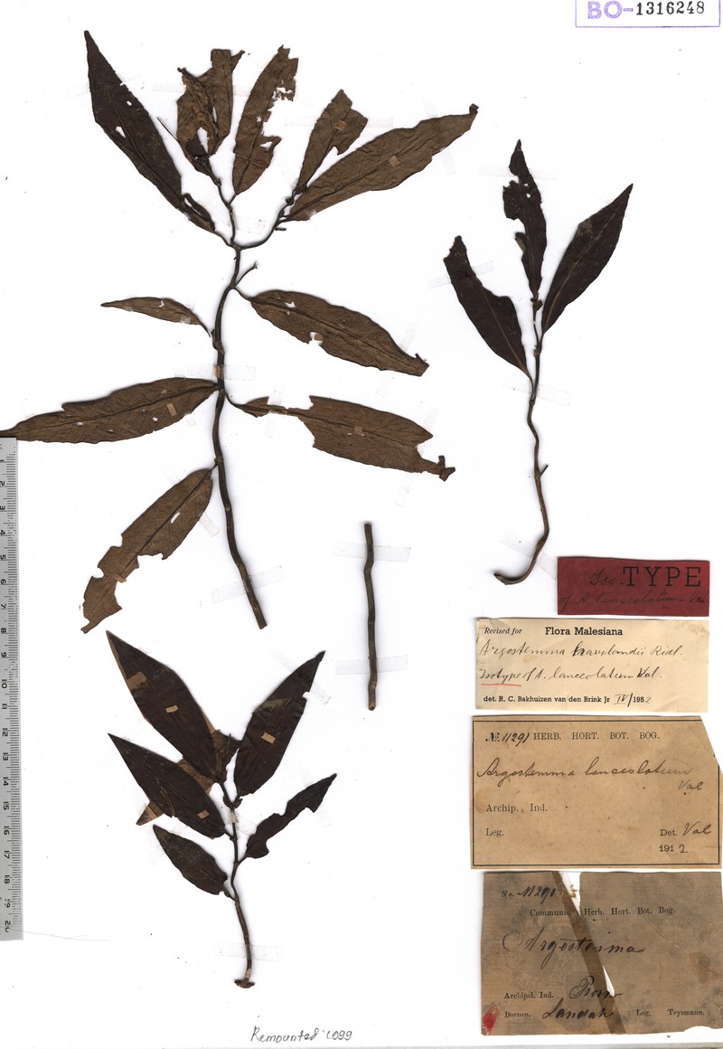 Argostemma lanceolarium photo 7