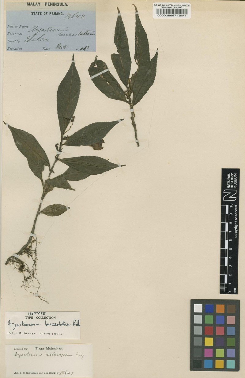 Argostemma lanceolatum