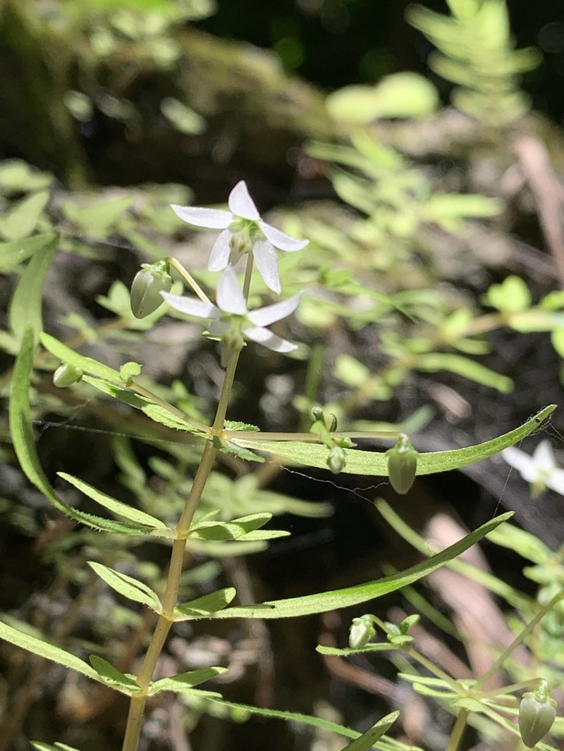 Argostemma lobbii