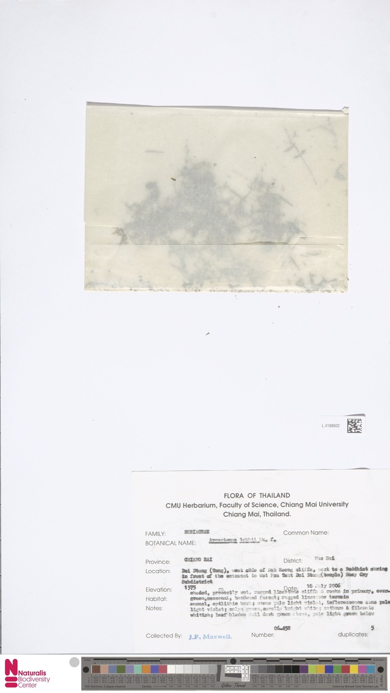 Argostemma lobbii photo 2