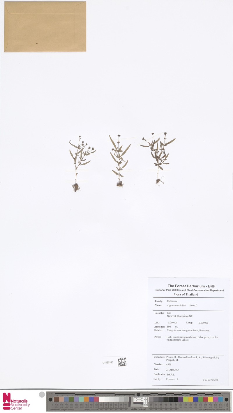 Argostemma lobbii photo 3