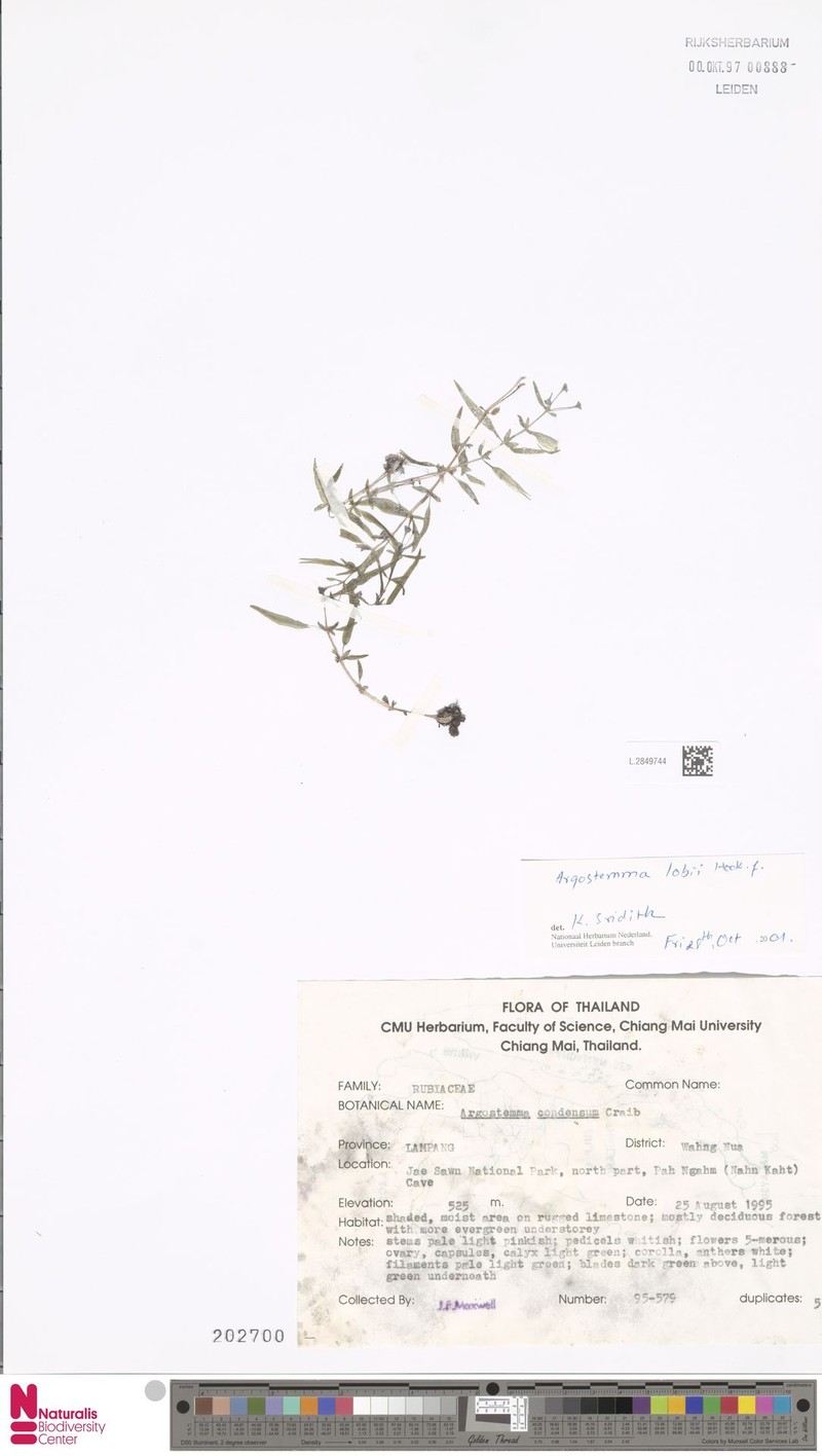 Argostemma lobbii photo 5