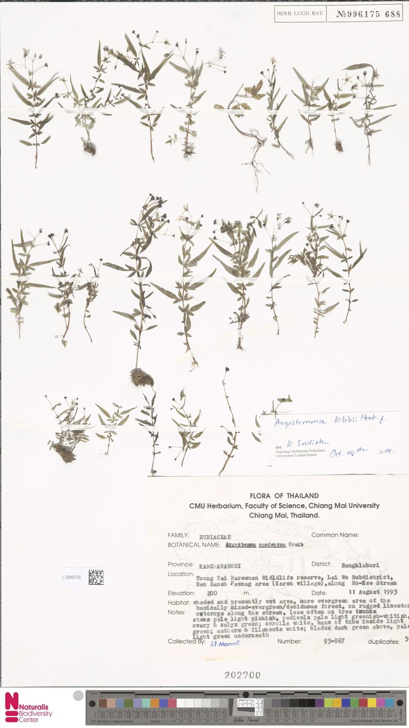 Argostemma lobbii photo 6