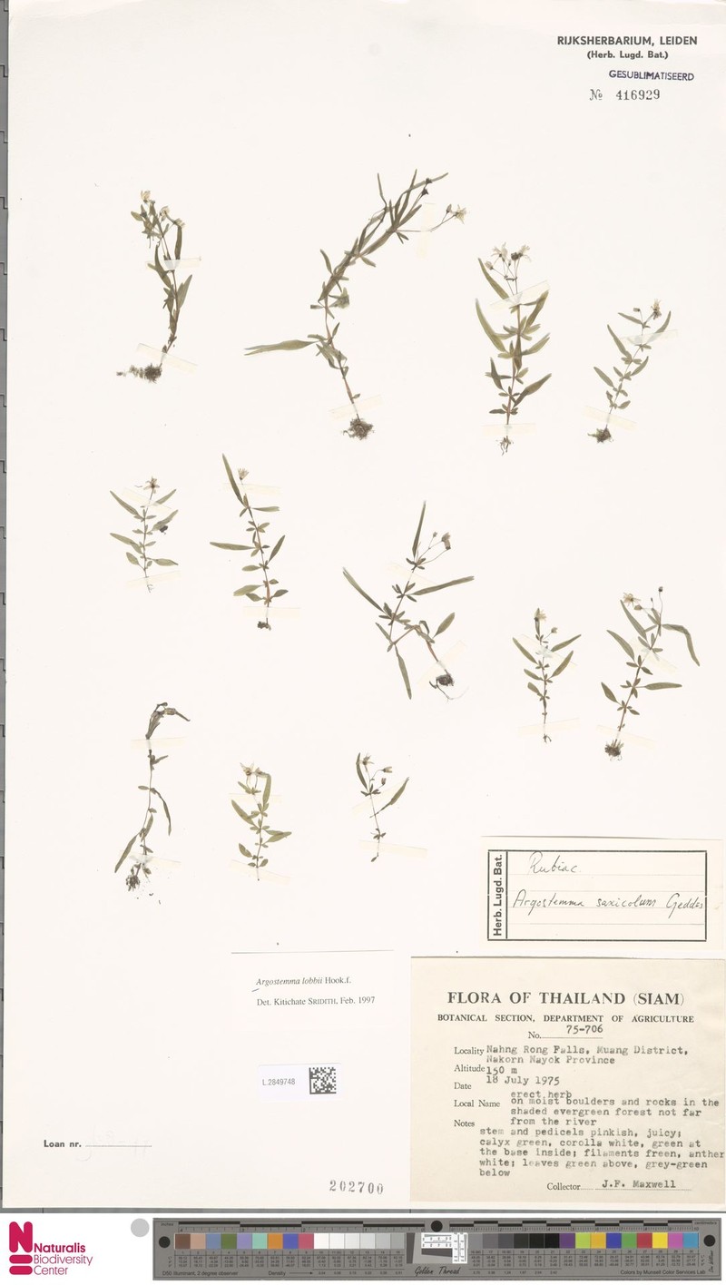 Argostemma lobbii photo 7