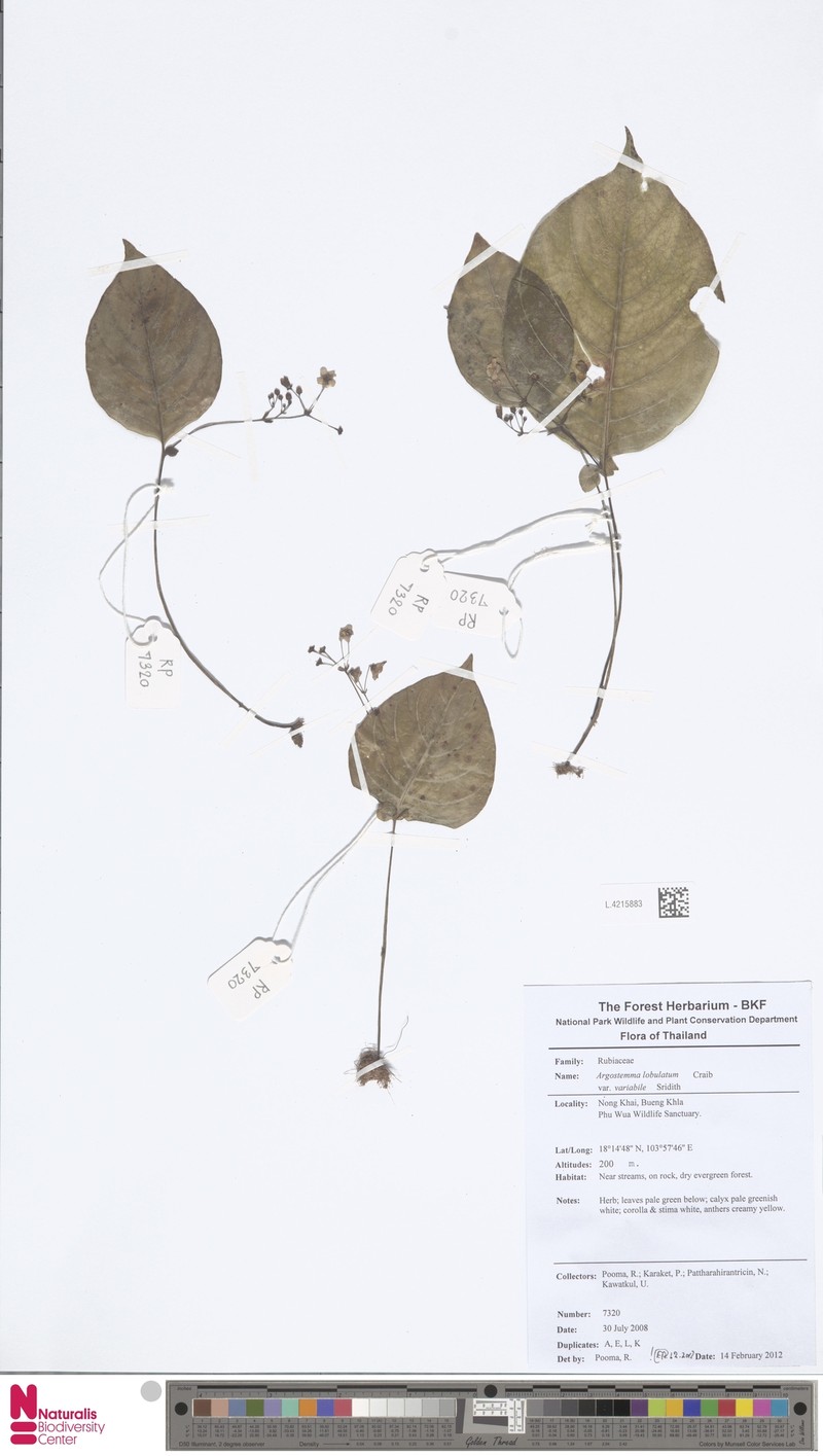 Argostemma lobulatum