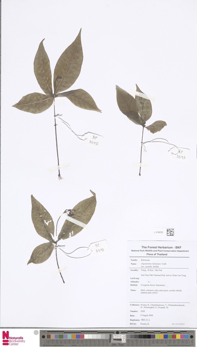 Argostemma lobulatum photo 2