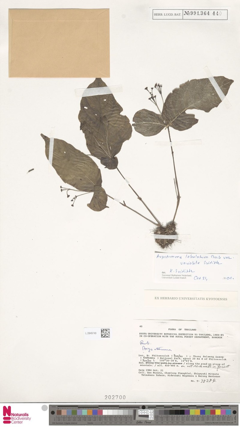 Argostemma lobulatum photo 3