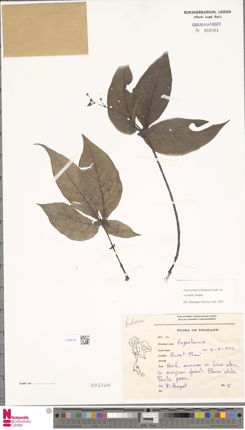 Argostemma lobulatum photo 4
