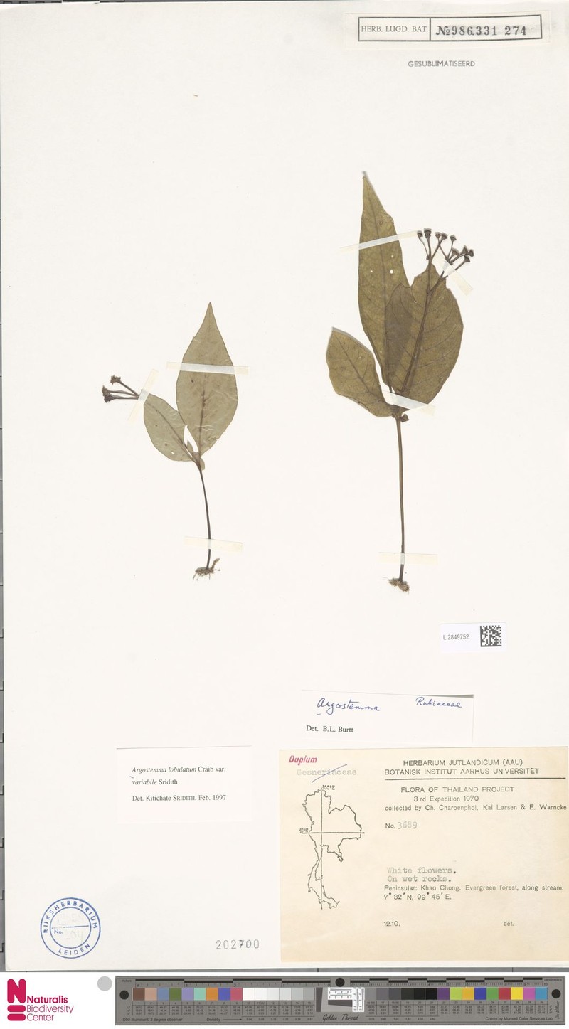 Argostemma lobulatum photo 5
