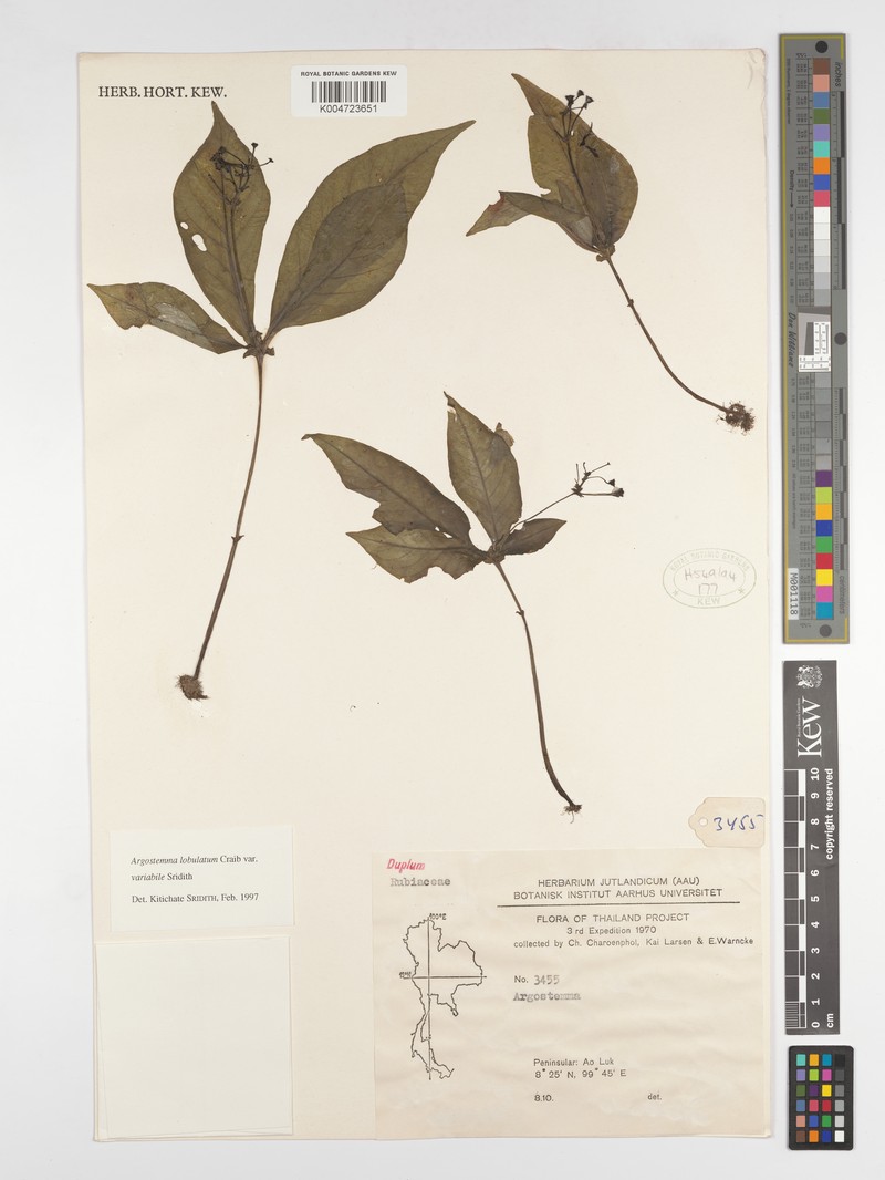 Argostemma lobulatum var. lobulatum