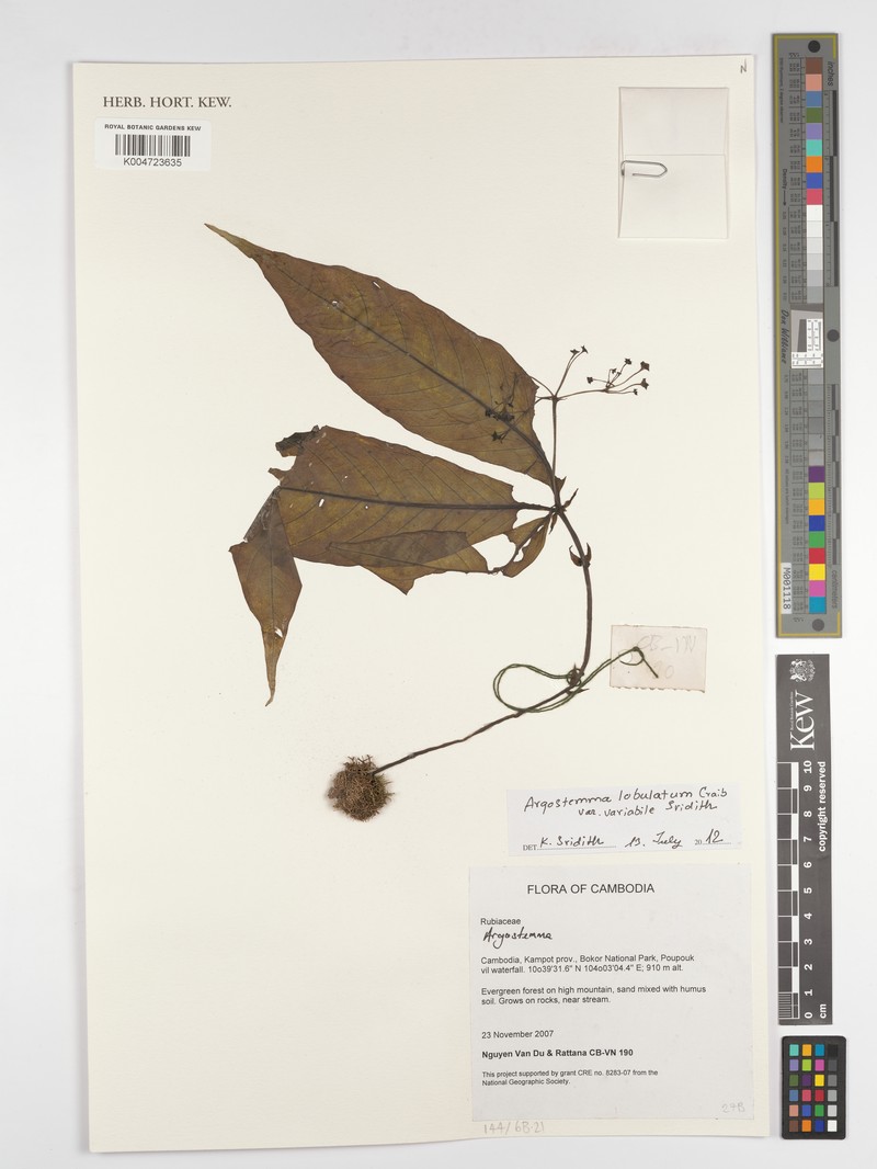Argostemma lobulatum var. variabile photo 2