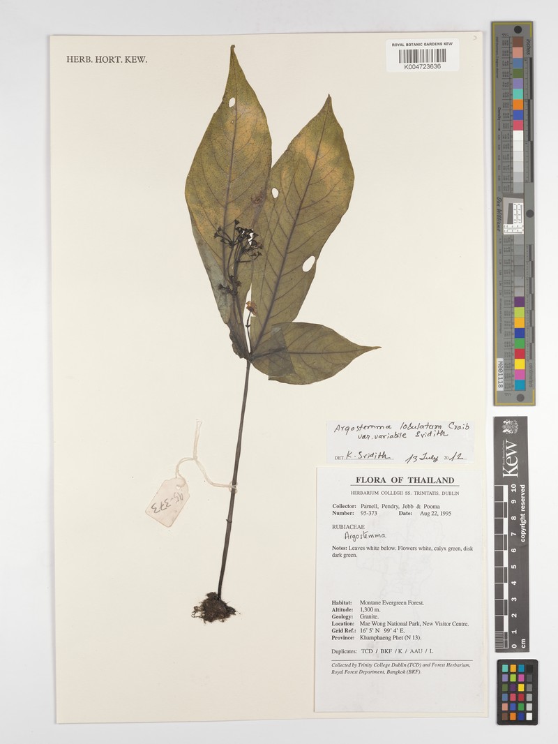 Argostemma lobulatum var. variabile photo 4