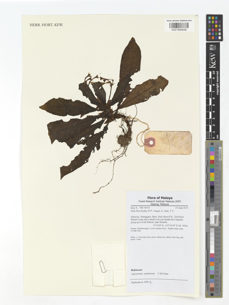 Argostemma longifolium photo 2