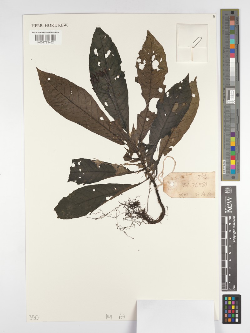 Argostemma longifolium photo 3