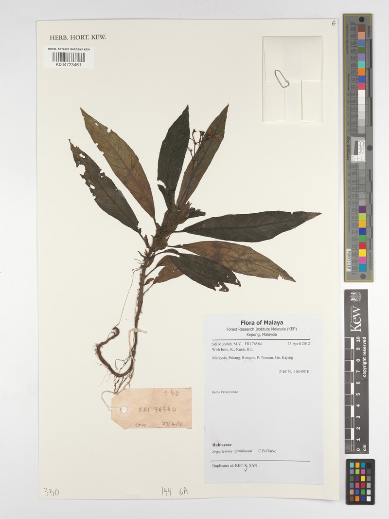Argostemma longifolium photo 4