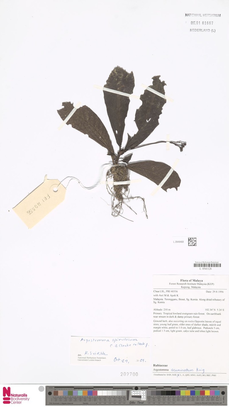 Argostemma longifolium