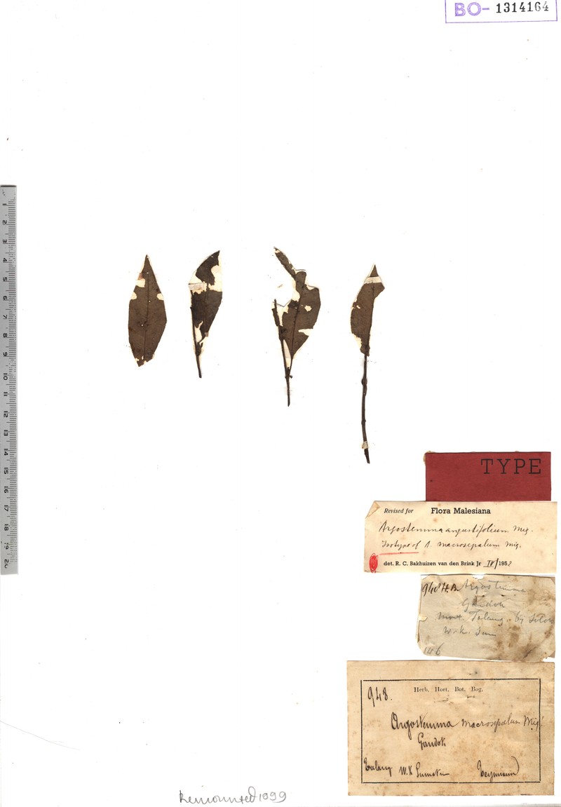 Argostemma macrosepalum