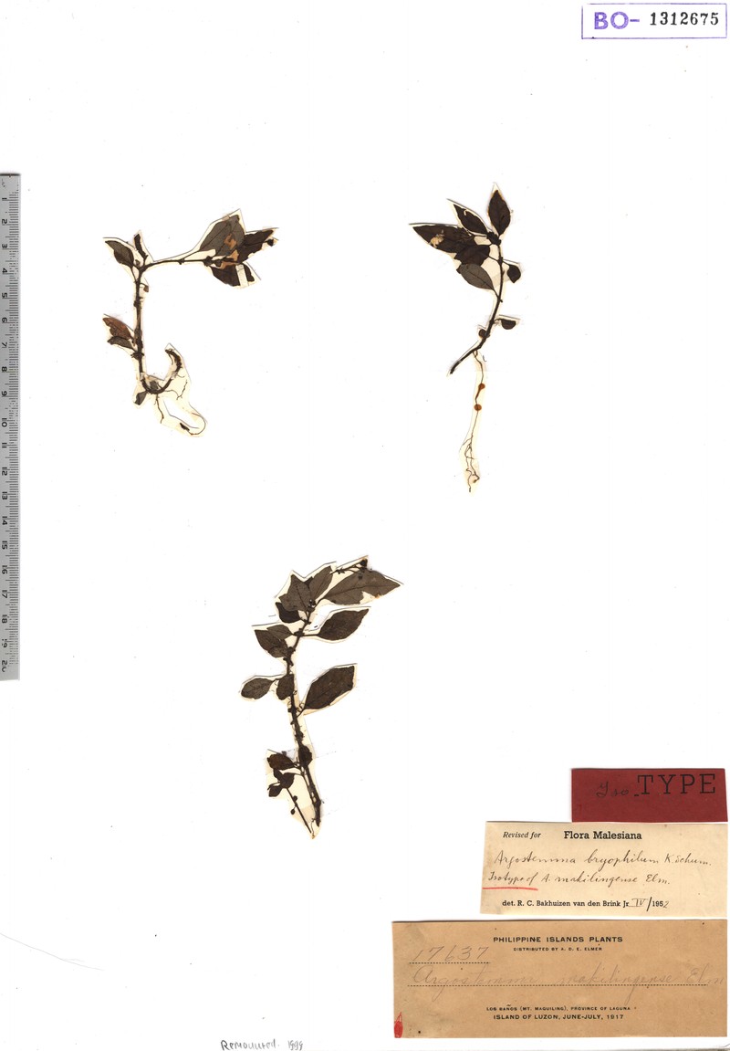 Argostemma maquilingense