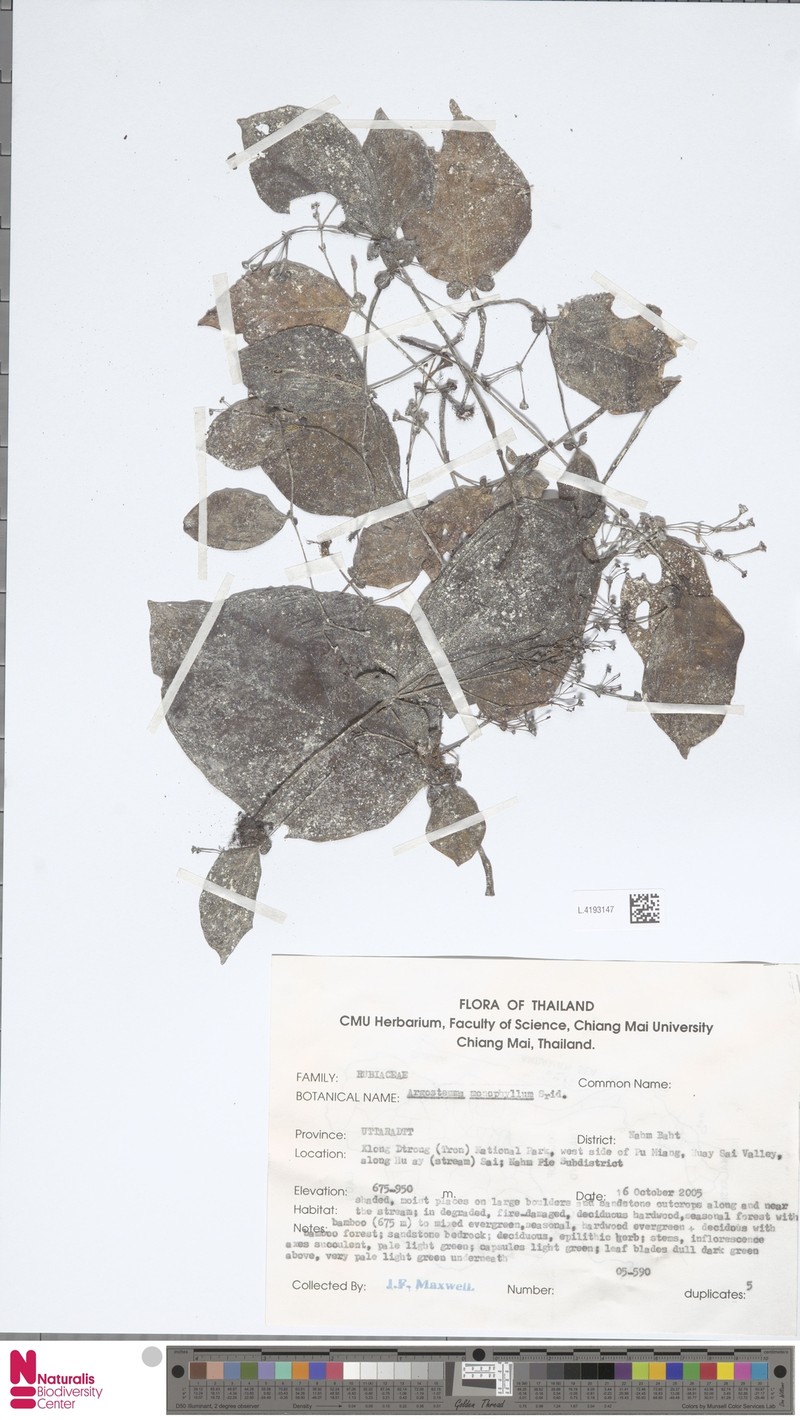 Argostemma monophyllum