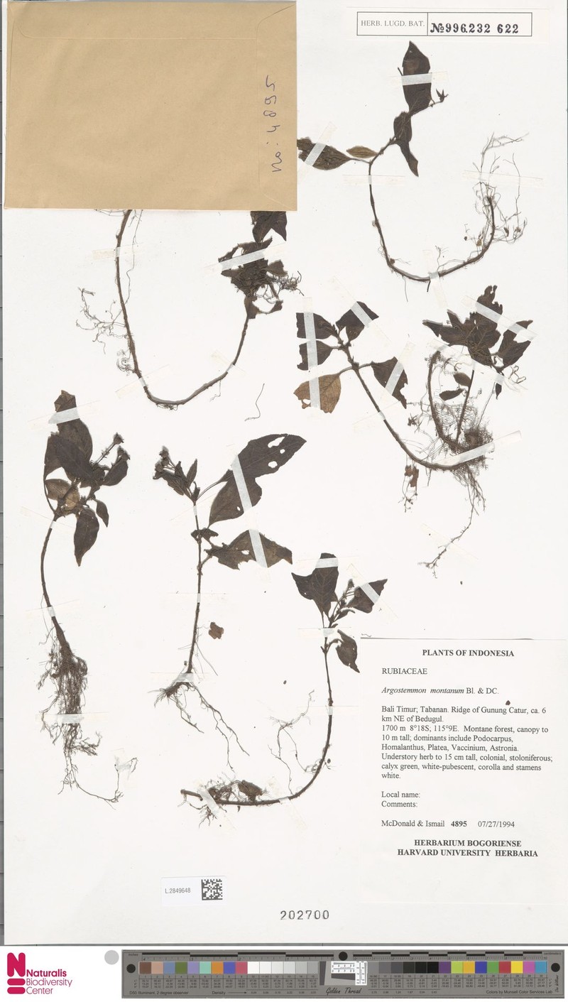 Argostemma montanum