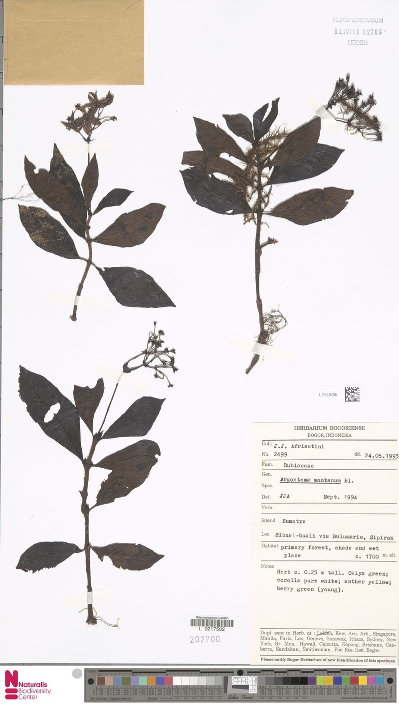 Argostemma montanum photo 2