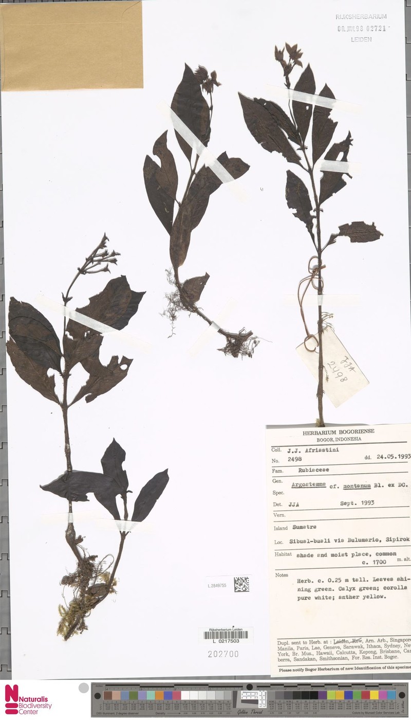Argostemma montanum photo 3