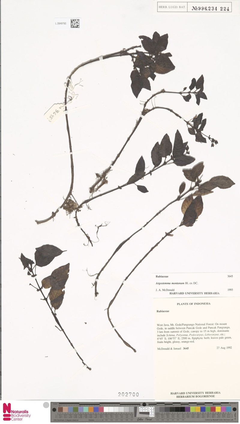 Argostemma montanum photo 4