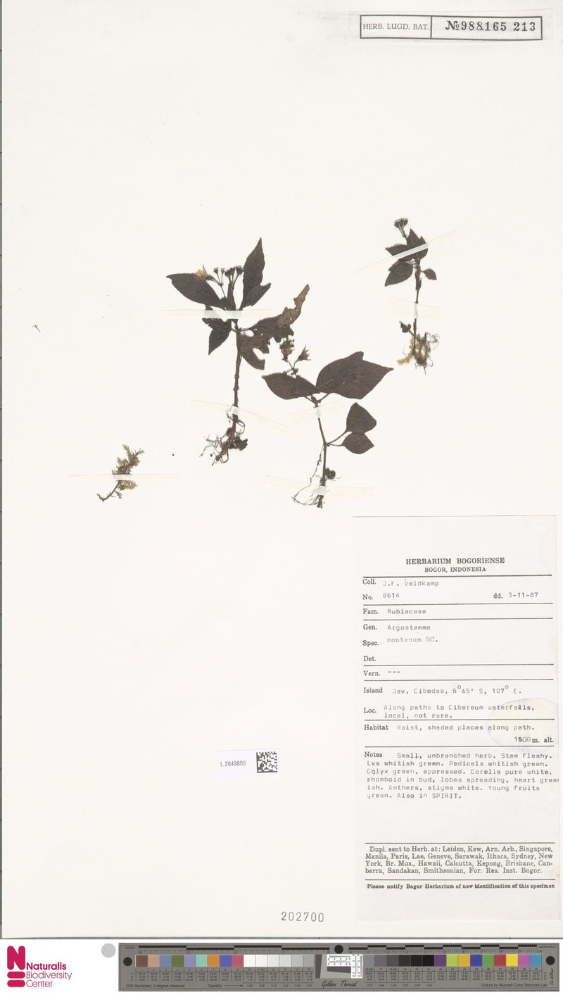 Argostemma montanum photo 5