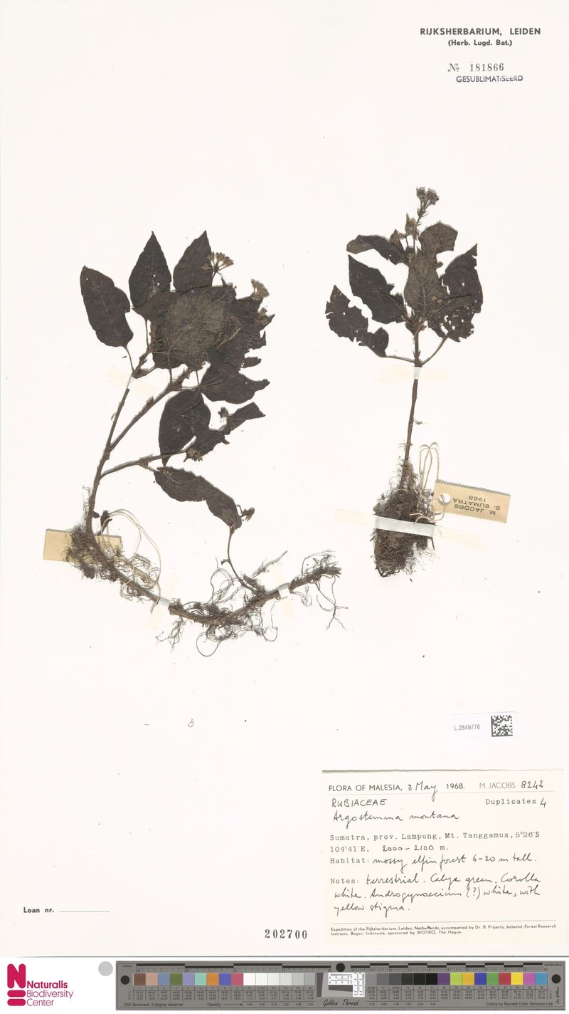 Argostemma montanum photo 6