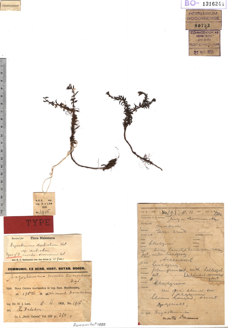 Argostemma montis-doormannii