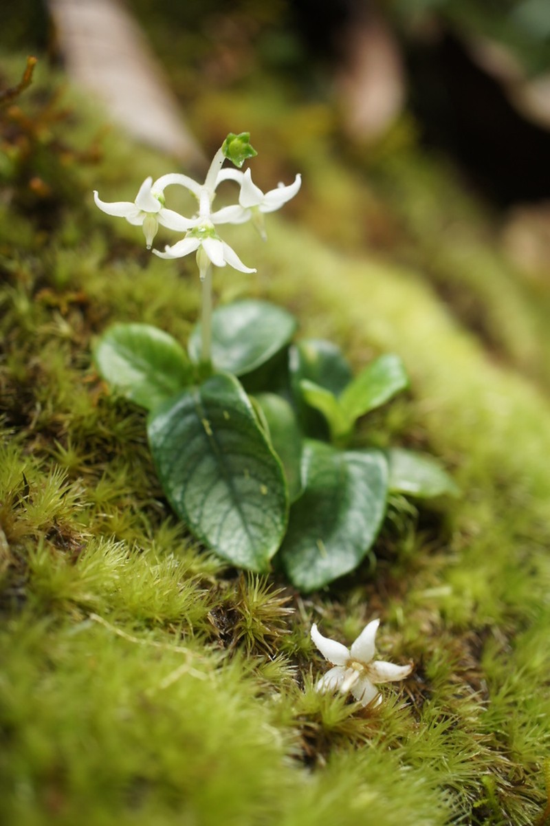 Argostemma moultonii photo 2