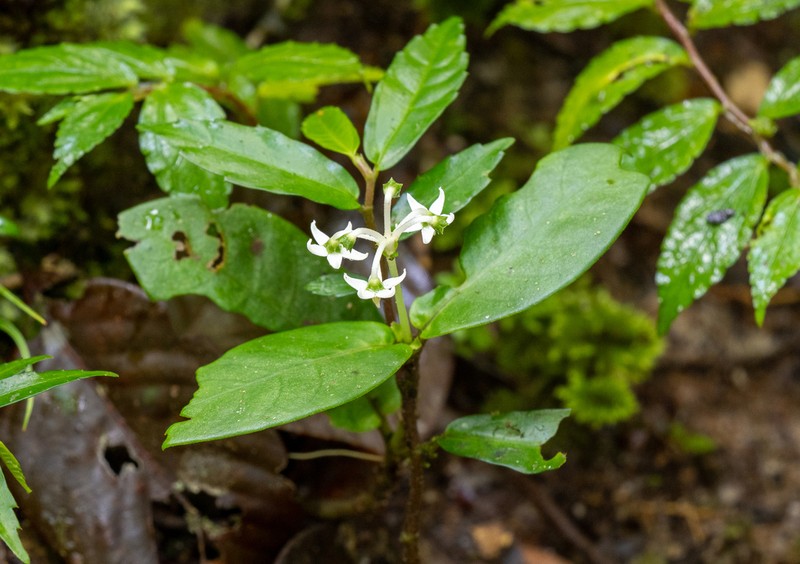 Argostemma moultonii photo 3