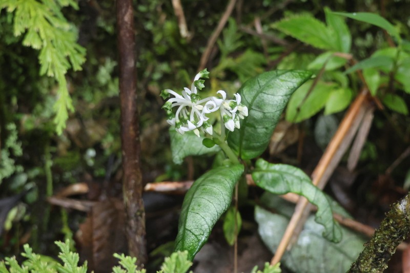 Argostemma moultonii photo 4