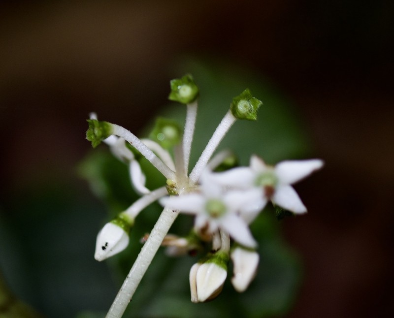 Argostemma moultonii photo 5