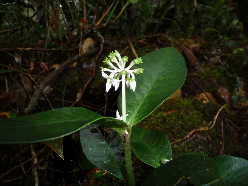 Argostemma moultonii photo 6